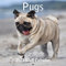 Monats-Wandkalender 2025, Mops, 30,5 x 61 cm, dickes, stabiles Papier, Hundekalender 2025
