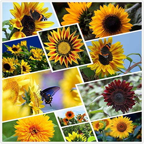 Semi di girasole per piantare - Bellezza autunnale - Miscela per esterni Bulk 20+ Varietà Confezione sfusa di 1.100+ semi, (Helianthus annuus) Non OGM
