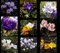 Krokuszwiebeln : Krokus Mischung 100 Blumenzwiebeln