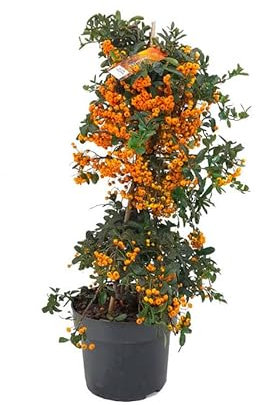 Pyracantha Natural Planta que resiste a condiciones climáticas adversas