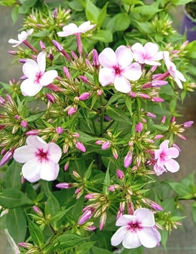 10 pezzi di piante perenni grande Fiamma Flame Lilac Star Phlox paniculata