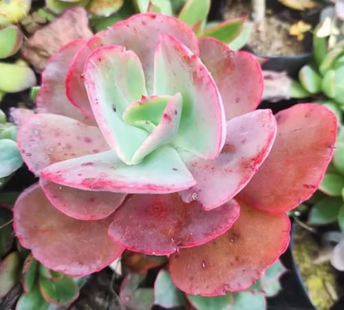 Neu Frische sukkulente Samen 100 stücke 100 stücke Rosa