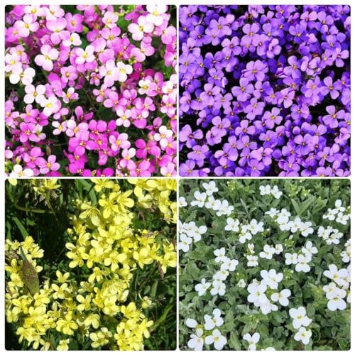 800 pcs blaukissen samen pflanzen garten blaukissen pflanzen pflanzen samen blumenwiese geschenke für gartenliebhaber wildblumensamen mehrjährig winterhart blumensamen geschenk blaukissen