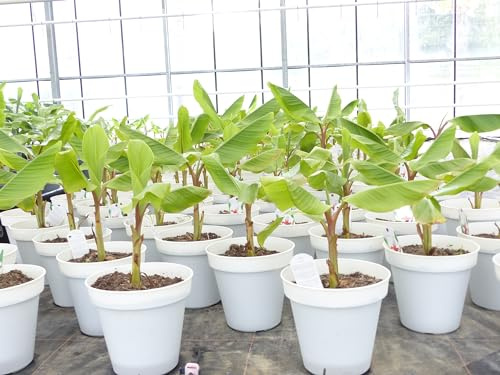 gruenwaren jakubik Bananenstaude Banane-Musa-velutina-55-60-cm, Kenia-Banane, Mini-Banane, winterhart