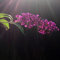 Buddleja Davidii Royal red von Intragarten Sommerflieder rot im Topf
