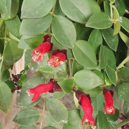 50 piezas semillas de plantas de interior de flores púbicas, Aeschynanthus, jardín de flores, plantas de rocalla Balcón de flores, plantas resistentes para jardín. semillas de plantas,