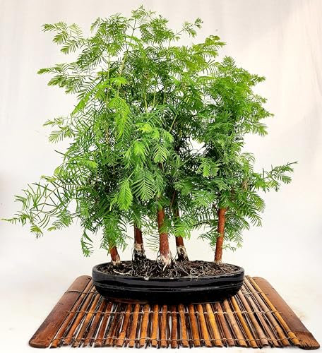 POWERS TO FLOWERS - SEQUOIA BONSAI SU VASO OVALE, BOSCHETTO DI SEQUOIA, pianta vera