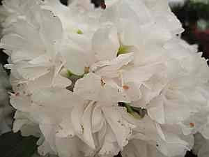 Rhododendron hybr. Queen Anne - 30-40 cm