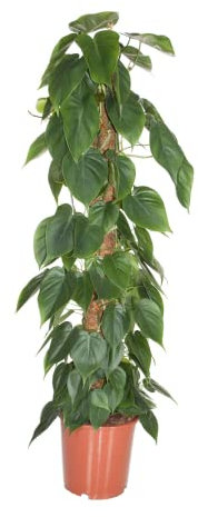 Plant in a Box - Filodendro - Philodendron scandens - Pianta da appartamento verde tropicale su bastoncino di muschio - Vera pianta di grandi dimensioni per interni - Vaso 27cm - Altezza 150-160cm