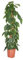 Plant in a Box - Philodendron scandens - Tropische Grüne Zimmerpflanze auf Moosstab - Echte große pflanze für drinnen - Topf 27cm - Höhe 150-160cm