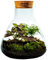 Growing Concepts DIY Ecosistema sostenibile Erlenmeyer con Sughero Medio - Mix botanico - H26xØ22cm