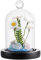 SUNNYCLUE Cloche Glaskuppel 70x122 mm Glasglocke Vitrine Mit Holzsockel Glaskuppeln Cloche Ausstellungskuppel Dekorative Glasglocke Für Hochzeit Zuhause Pflanzen Weihnachten Party Gastgeschenk Dekor