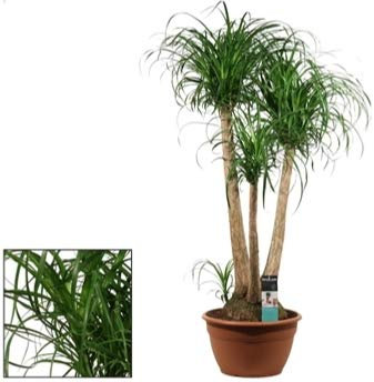 POWERS TO FLOWERS - BEAUCARNEA RECURVATA RAMIFICATA H130CM, MANGIAFUMO, pianta vera