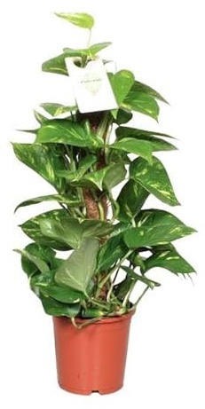 Efeutute Epipremnum Scindapsus Pinnatum – Goldene Efeutute am Moosstock – Zimmerpflanze Ø15cm 60cm – Herzförmige Blätter – Pflegeleichte Rankpflanze für Wohnzimmer, Büro & Innenräume