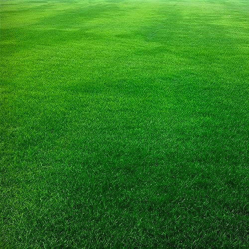 PERZOE 10000 Stück Festuca Arundinacea-Samen, Fußballplatz, Golfplatz, Rasen, Gras-Dekor Festuca Arundinacea-Samen