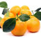 Semillas de fruta de kumquat naranja 40 piezas