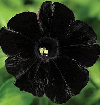 VISTARIC 500 semillas de petunia Petunia -Black terciopelo, rara variedad, resistente, duradera balcón, jardín de flores