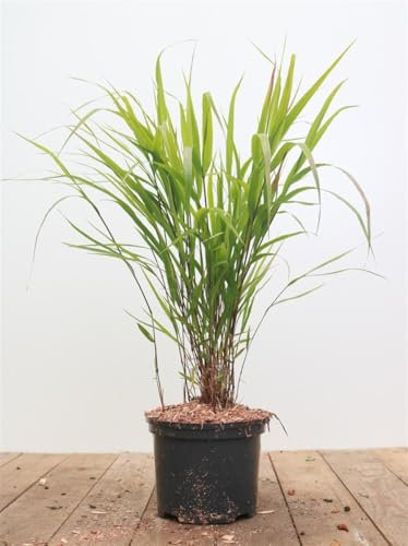 Hakonechloa macra 'Greenhills' – Winterhart, Mehrjährig, Pflegeleicht – Japanisches Waldgras – Ziergras für Schattenbeet & Kübel