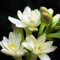 Tuberose zwiebeln,winterharte,tuberose zwiebel Winterhart MehrjäHrig,Staude TOP SORTE,Tuberose Zwiebel,Tuberose pflanze winterharte Blumenzwiebel,tuberose bulb,tuberose pflanze.-8zwiebeln-B