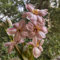 tulpenzwiebeln winterhart mehrjährig,tulpenzwiebel, gartenpflanzen winterhart mehrjährig,geschenke für gartenfreunde tulpen zwiebeln topfpflanzen echt,garten hochbeet kübelpflanzen 7pcs