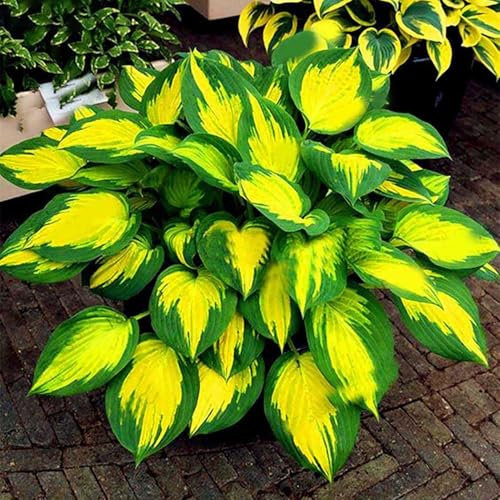 anwhriet 200 pezzi/borsa semi di hosta di hosta decorativo fai -da -te attraente colore misto misto hosta plantaginea bonsai semi per all'aperto