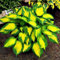 anwhriet 200 pezzi/borsa semi di hosta di hosta decorativo fai -da -te attraente colore misto misto hosta plantaginea bonsai semi per all'aperto