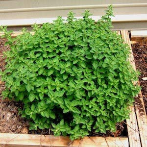 Neue frische 100 Stuck griechische Oregano-Pflanzen:Seeds Only