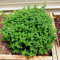 Neue frische 100 Stuck griechische Oregano-Pflanzen:Seeds Only