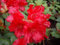 Rhododendron/Alpenrose Bad Eilsen - Rhododendron repens Bad Eilsen