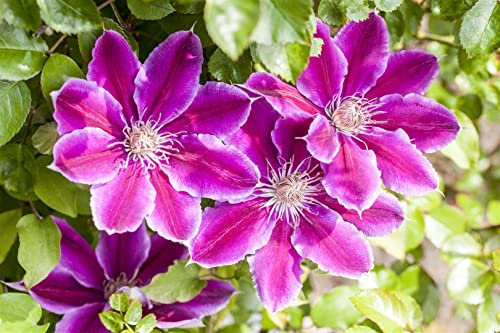Clematis Hybride 'Dr. Ruppel' 100–150 cm – Winterhart, Mehrjährig, Pflegeleicht – Waldrebe – Kletterpflanze für Pergola & Rankhilfe