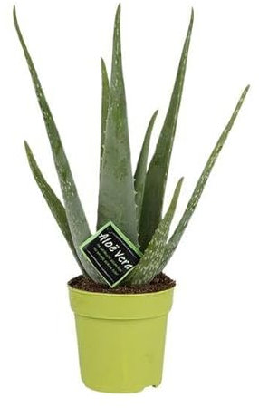 Echte Aloe – Aloe Vera – Zimmerpflanze – Ø12cm – 45cm – pflegeleichte Sukkulente für sonnige Standorte & modernes Wohndesign