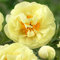 Pfingstrose Yellow Passion (1 Wurzel), große Päonien Hybride, Winterharte mehrjährige Staude, Pflanzen aus Holland für Garten und Topf (kein Samen, Zwiebeln und nicht künstlich)