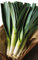 Germisem Lauch WINTER GIANT 2, ECBIO1017