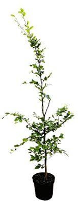 Fagus sylvatica 150-175 cm - Rotbuche, grüne Blätter, ideal als Hecke oder Solitärbaum, winterhart, pflegeleicht