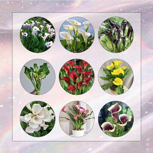 5 Piezas Bulbos De Lirio De Cala, Bulbos De Cala Resistentes, Decoración De Flores, Plantas De Interior, Tubérculos De Flores De Cala - Zantedeschia Aethiopica - Plantas De Flores, Flores De