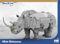BlueBrixx Pro 107601 – Breitmaulnashorn aus Klemmbausteinen mit 861 Bauelementen