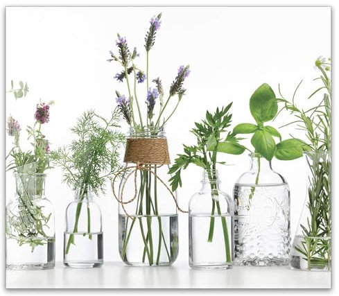 Herdabdeckplatte 60x52 cm einteilig aus 4mm ESG Glas | Kräuter in Glasvasen – Frische Kräuter, Küchenkräuter im Glas | Herd Abdeckung Abdeckplatte Induktion Schneidebrett Glasplatte