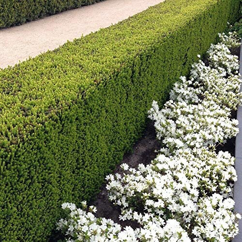 100 x Taxus media 'Hillii' (Gehölz/Winterhart/Mehrjährig/Heckenpflanze/Immergrün) Becher-Eibe - Der perfekte Sichtschutz mit edlem Charme - Macht keine Beeren - von Stauden Gänge