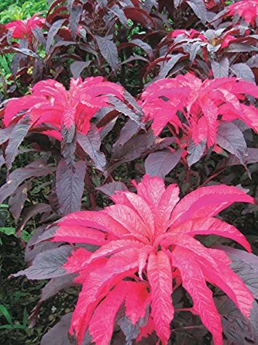 T & T Amaranthus Early Splendor - Semi vibranti color cremisi e cioccolato, origini tropicali, ideali per giardini ornamentali (100 semi)