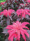 T & T Amaranthus Early Splendor - Semi vibranti color cremisi e cioccolato, origini tropicali, ideali per giardini ornamentali (100 semi)