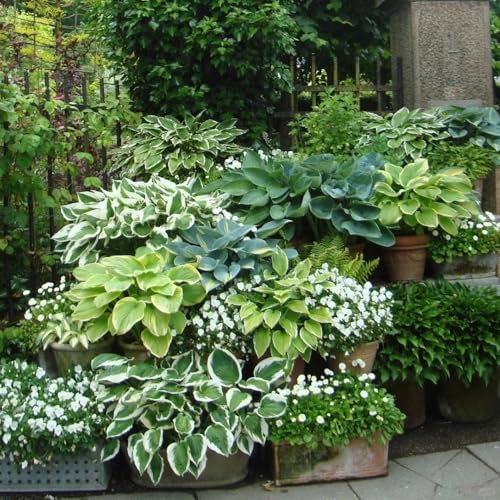 500 pcs Funkien Pflanze Winterhart Samen - Hosta Plantaginea - Kräuter Samen, Saatgut Hosta Plantaginea, Funkien Funkie, Kleine Geschenke, Balkon Blumen Blumensaat, Balkonpflanzen