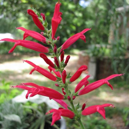 50 Stück rote Salbei-Samen, natürlicher heliophiler Halbstrauch, mehrjährige Zier-Bonsai-Pflanzensämlinge für den Garten, Samen zum Pflanzen jetzt Samen