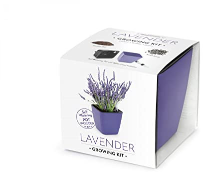 Domestico Set di Lavanda per la coltivazione, Lavender growing kit, All-In-One set - Vaso autoirrigante 13x13 cm, i semi, il substrato fresco pieno di nutrienti