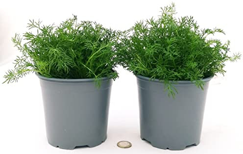 POWERS TO FLOWERS - CAMOMILLA BIO, ANTHEMIS NOBILIS, 2 PIANTE, piante vere