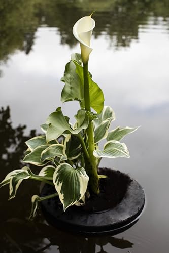 Lincolnshire Pond Plants Ltd - Zantedeschia aethiopica (Arum Lily) - Marginal Pond Plants - MP124-1 / 9cm