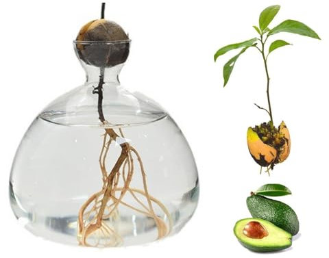 Avocado Vase Glas, Avocado Seed Vase, Aufzucht-Glas Für Avocado, Keimglas Avocado, Avocado Samen Starters Vase, Keimglas Für Sprossen Keimlinge, Vase Für Avocado Kern Für Gartenliebhaber