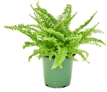 Helecho de Interior Planta Colgante - Decoración Verde Natural