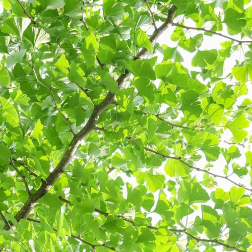 ginko - sostenibili autunnali per zone soleggiate d'appartamento purificatrici d'aria ufficio giardino biologico giardino 30semi