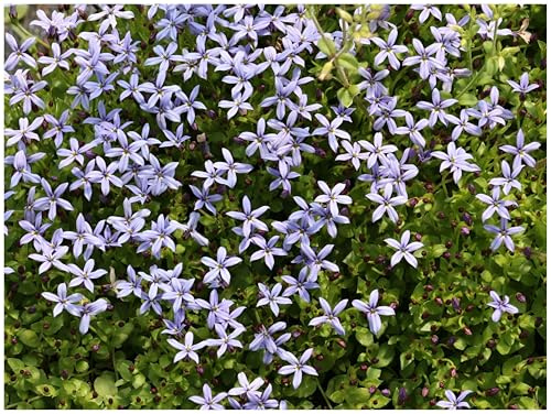 Stauden Gänge 3 x Isotoma fluviatilis 'Dunkelblau' winterhart | Blauer Bubikopf – winterharter Bodendecker & Dauerblüher als Rasenersatz, trittfest, mehrjährig, 9x9 cm Topf