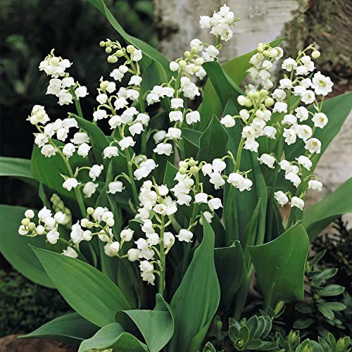 Lily of The Valley Plants Convallaria Majalis Fragrant White Blooms Hardy Easy to Grow Your Own Garden Flowers Ideal for Shady Damp Gardens 28 x Pips by Thompson and Morgan